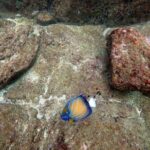 Scuba Diving in Unawatuna - Why This Tour Is Value for Money