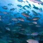 Scuba Diving in Yakushima island (for certified divers only) - An Honest Look at the Cost and Value