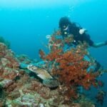 Scuba Diving Puerto Vallarta Undersea Arcos or Marietas - What Travelers Say: Authentic Insights from Real Visitors