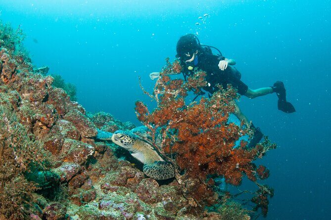 Scuba Diving Puerto Vallarta Undersea Arcos or Marietas - What Travelers Say: Authentic Insights from Real Visitors