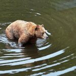 Sea it All -Private Sitka Wildlife LAND & SEA COMBO for 6 w/meal - A Full Breakdown of the Experience