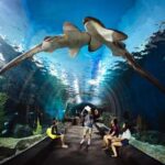 SEA LIFE Ocean World at Bangkok Admission Ticket - Who Will Enjoy This Experience?
