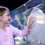 SEA LIFE San Antonio Admission Ticket - The Value of Your Ticket