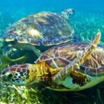 Sea turtle and cenotes half day Snorkeling Tour from Riviera Maya - A Detailed Look at the Tour Experience