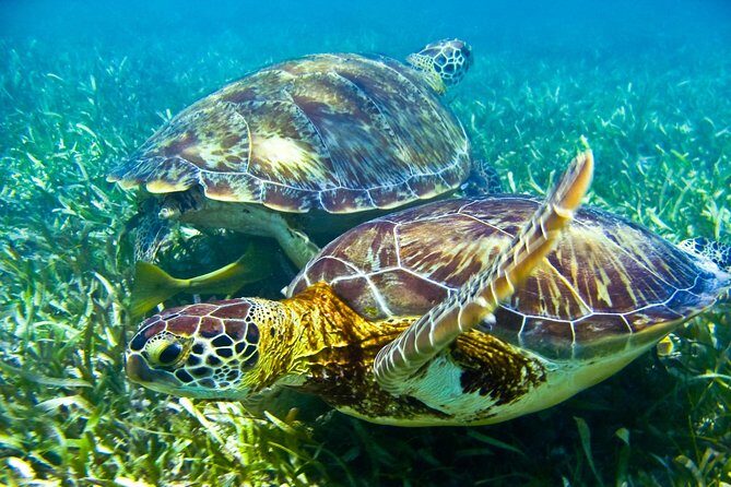 Sea turtle and cenotes half day Snorkeling Tour from Riviera Maya - A Detailed Look at the Tour Experience