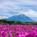 Season Special: Private Mt. Fuji Shibazakura Spring Tour - Practical Tips for Booking and Enjoying