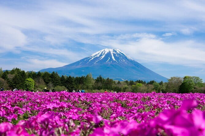 Season Special: Private Mt. Fuji Shibazakura Spring Tour - Practical Tips for Booking and Enjoying