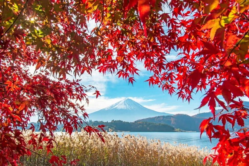 Seasonal Mt. Fuji Scenic Views, Fruit Picking and Ropeway! - The Complete Guide to Your Mt. Fuji Day Tour