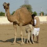 See Camel Centre, Rat Temple from Jodhpur With Bikaner Drop - Who Will Love This Tour?