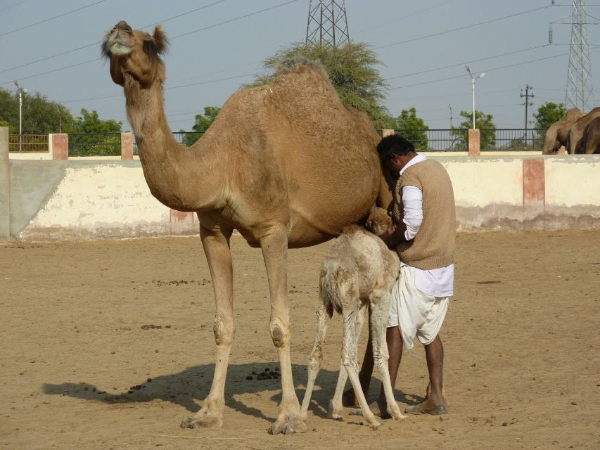 See Camel Centre, Rat Temple from Jodhpur With Bikaner Drop - Who Will Love This Tour?