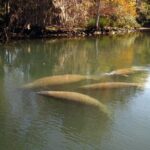 See Crystal River - National Wildlife Refuge Sightseeing Cruise - FAQs