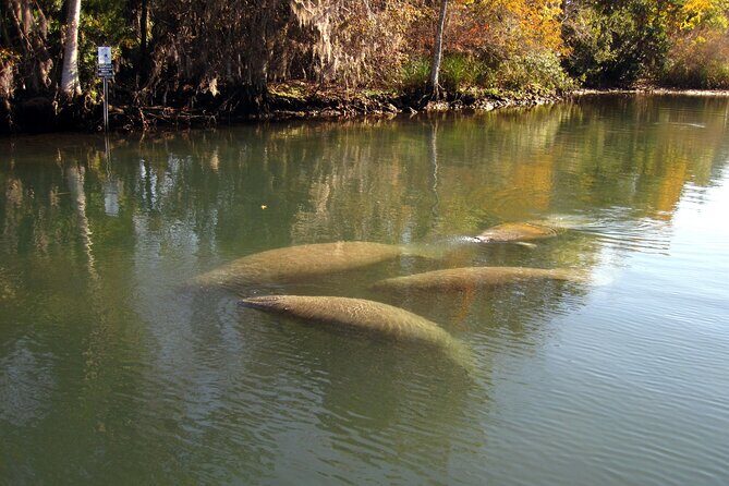 See Crystal River - National Wildlife Refuge Sightseeing Cruise - FAQs