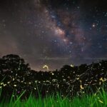 See fireflies & Wild Animals in Cuc Phuong National Park - Who Should Consider This Tour?