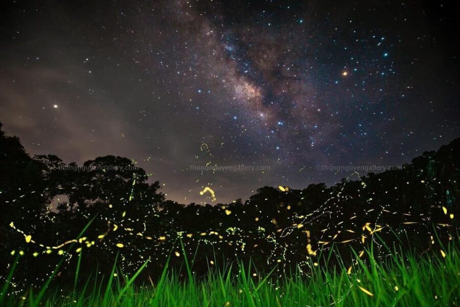 See fireflies & Wild Animals in Cuc Phuong National Park - Who Should Consider This Tour?
