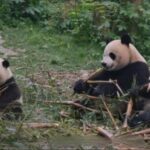 See Panda Guangzhou Chimelong Safari Park and Circus Private Tour - Frequently Asked Questions