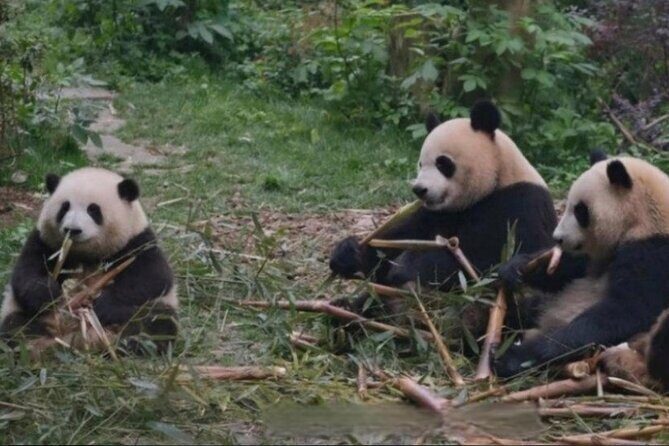 See Panda Guangzhou Chimelong Safari Park and Circus Private Tour - Frequently Asked Questions
