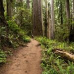 Self Guided Driving Audio Tour of Redwood National and State Park - An In-Depth Look at the Redwood National and State Parks Audio Tour