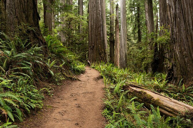 Self Guided Driving Audio Tour of Redwood National and State Park - An In-Depth Look at the Redwood National and State Parks Audio Tour