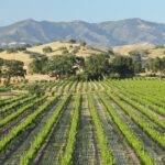 Self Guided Tour of Solvang and Santa Ynez Wine Country - Who Will Love This Tour?
