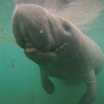Semi-Private Manatee Swim Tour With Guide (Photos Included) - Detailed Breakdown of the Itinerary