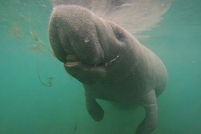 Semi-Private Manatee Swim Tour With Guide (Photos Included) - Detailed Breakdown of the Itinerary