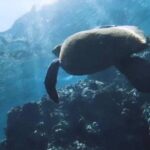 Semi -Private Snorkel Escursions in Lahaina, Maui - A Closer Look at the Maui Snorkel Experience