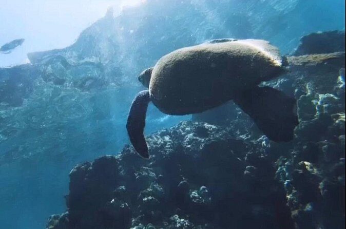 Semi -Private Snorkel Escursions in Lahaina, Maui - A Closer Look at the Maui Snorkel Experience