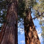 Semi Private Tour to Sequoia National Park with Lunch - The Experience: What It Feels Like to Take This Tour