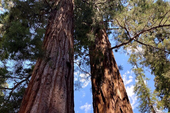 Semi Private Tour to Sequoia National Park with Lunch - The Experience: What It Feels Like to Take This Tour