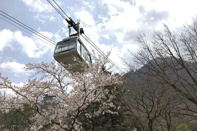 Seoraksan and Cherry Blossom Lake 1 day trip from Seoul - What Travelers Say