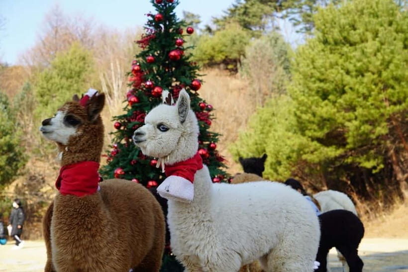 Seoul: Alpaca/Nami/Eobi(+RailBike, Strawberry optional) Tour - The Full Spectrum of the Tour