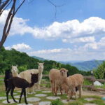 Seoul: Alpaca/Nami/Garden of Morning Calm Tour (+Rail Bike) - The Value Proposition: Why This Tour Works