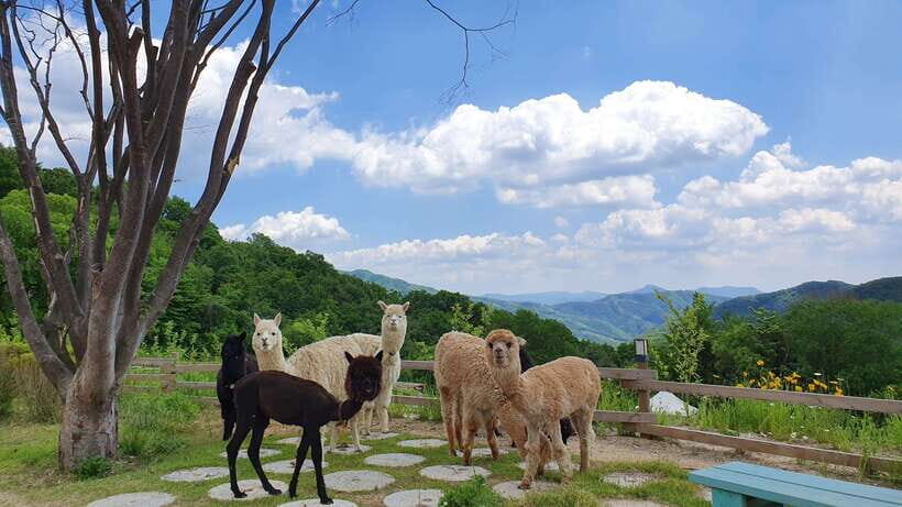 Seoul: Alpaca/Nami/Garden of Morning Calm Tour (+Rail Bike) - The Value Proposition: Why This Tour Works