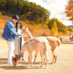 Seoul: Alpaca World and Nami Island (with Garden / Railbike) - Final Thoughts
