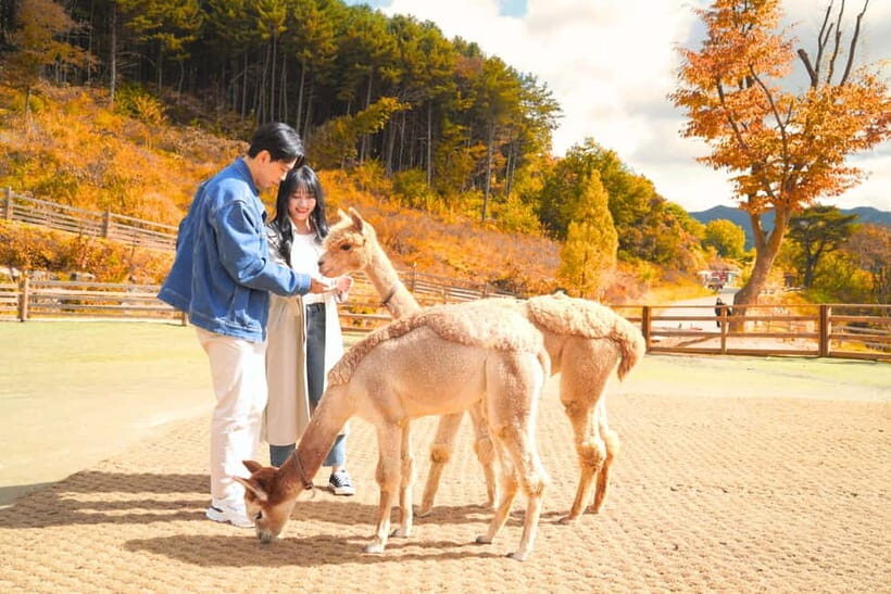 Seoul: Alpaca World and Nami Island (with Garden / Railbike) - Final Thoughts