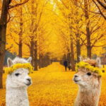 Seoul: Alpaca World & Nami Island (opt. Gangchon Railbike) - Who Should Consider This Tour?