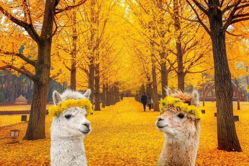 Seoul: Alpaca World & Nami Island (opt. Gangchon Railbike) - Who Should Consider This Tour?