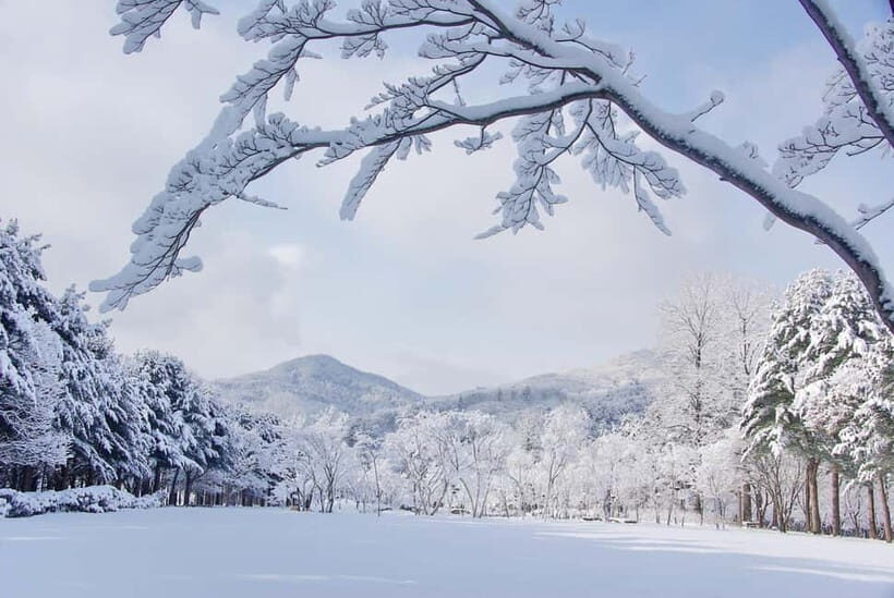 Seoul: Elysian Gangchon Winter Ski with Nami Island Day Tour - Who Will Love This Tour?