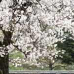 Seoul: Gyeongbokgung Palace Tour & Lunch at Authentic Market - Exploring Gyeongbokgung Palace: The Heart of Seoul’s Royal Past