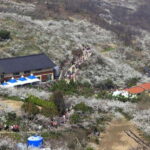 Seoul: Korea Spring Cherry Blossom Day Tour - Who Should Consider This Tour?