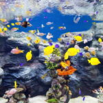 Seoul: Lotte World Aquarium Ticket - Why This Experience Works for Different Travelers