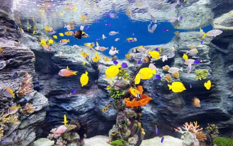Seoul: Lotte World Aquarium Ticket - Why This Experience Works for Different Travelers