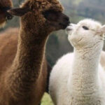 Seoul: Nami and K-Garden with Optional Alpaca Winter Tour - Practicalities and Tips