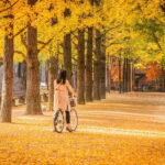 Seoul: Nami Island and Garden of Morning Calm (opt Railbike) - A Complete Look at What You Can Expect