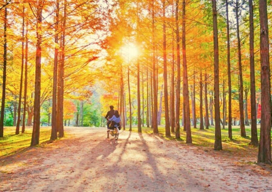 Seoul: Nami, Petite France, Italian Village, Railbike Option - An In-Depth Look at the Tour Experience