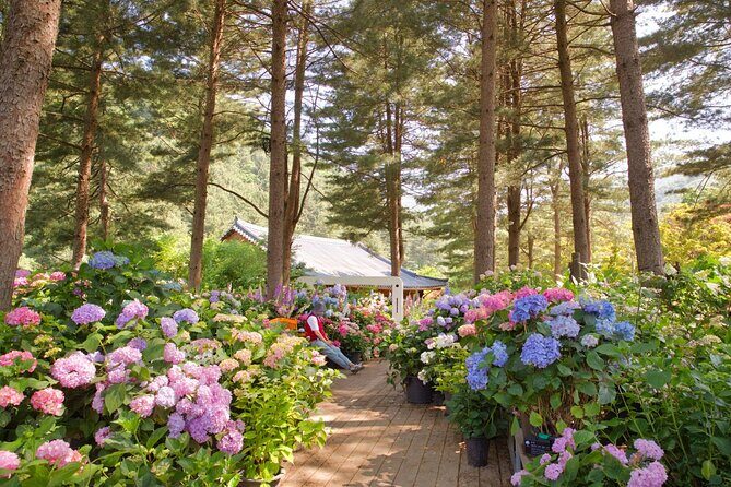 Seoul Vicinity 5 in 1: Nami Island, Garden of Morning Calm & More - Who Would Enjoy This Tour?