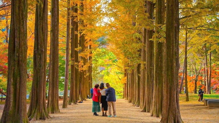 Seoul:Private-Nami Island,Morning Calm Garden,Petite France - Final Thoughts