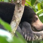 Sepilok Orang Utan & Bornean Sun Bear Centre with Sandakan City Tour with Lunch - Practical Considerations