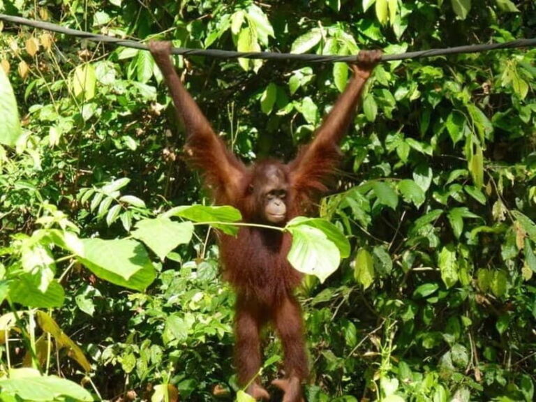 Sepilok OrangUtan, Sun Bear & Labuk Bay Full Day Trip - Analyzing the Value