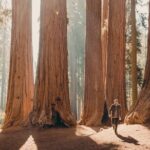 Sequoia & Kings Canyon Two Day Private Tour & Hike - The Sum Up